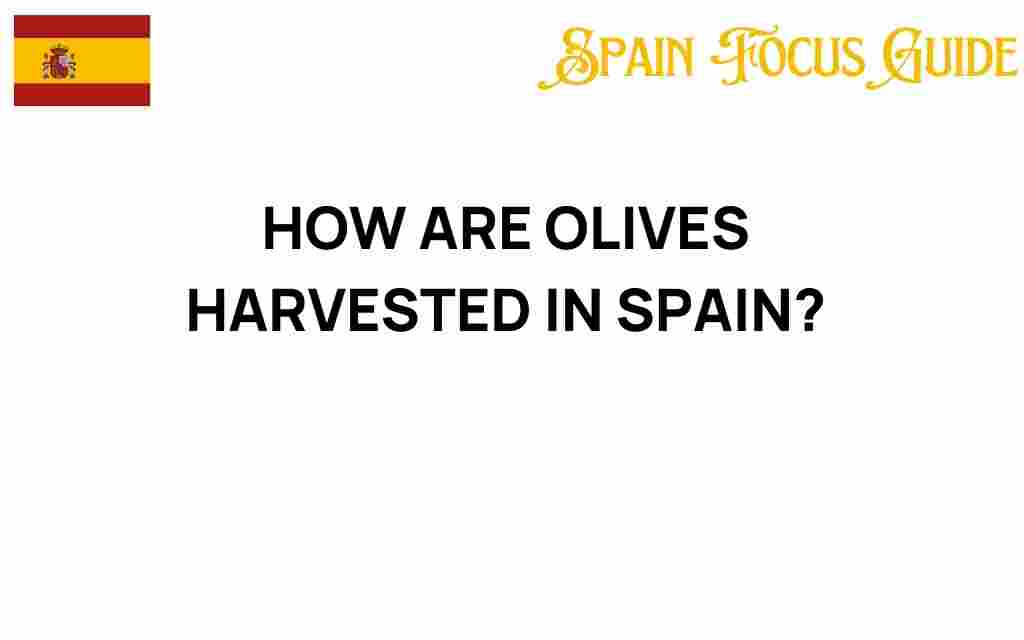 olive-harvesting-in-spain