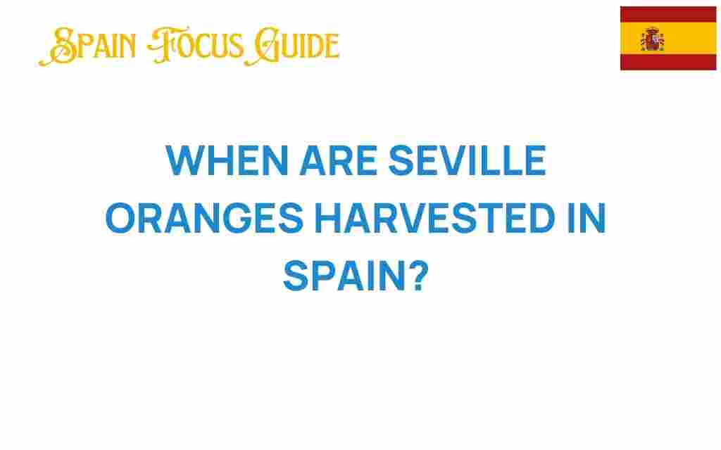 seville-oranges-harvest-spain